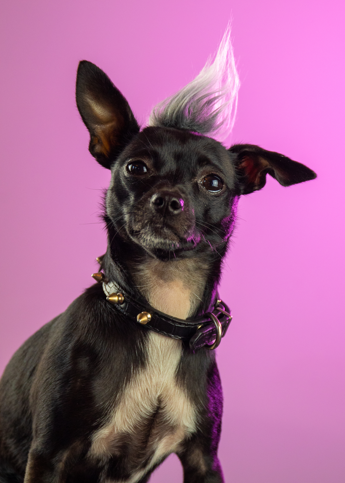 Chihuahua Gus Punk Mohawk