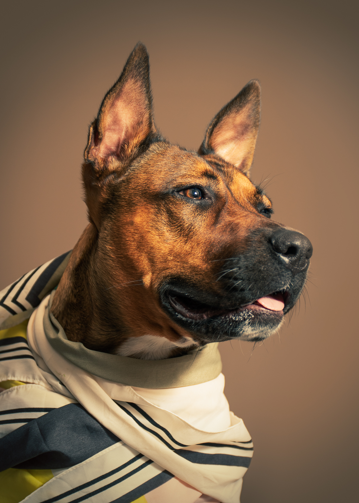 dog_gadot_scarf