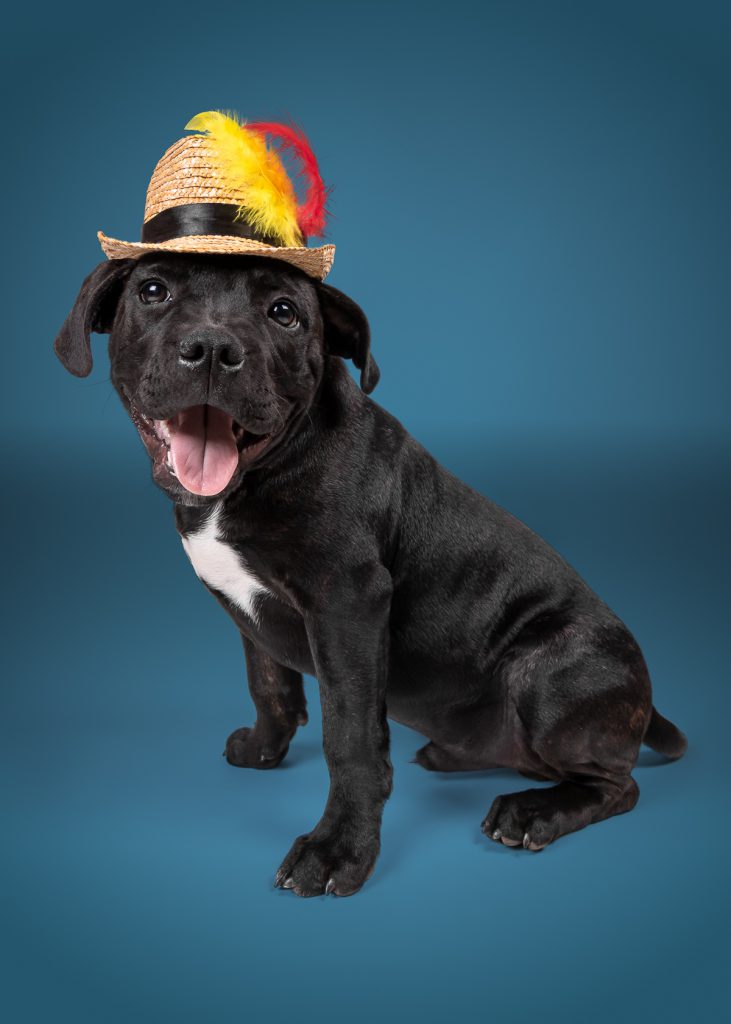 Pitbull Puppy Dog in Hat