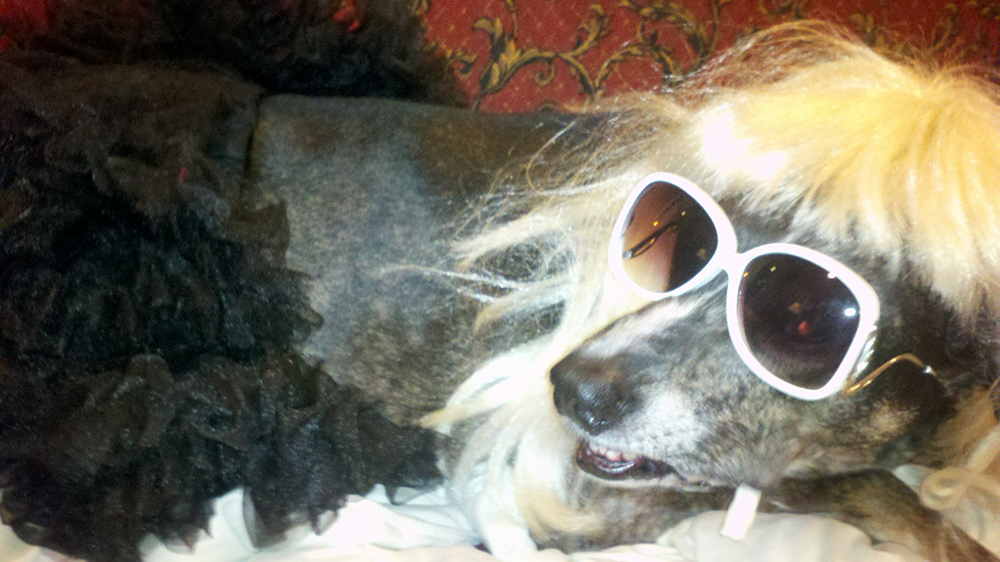 Paunch in a blonde wig, tutu and stylish white sunglasses. Looking FAB on the couch.