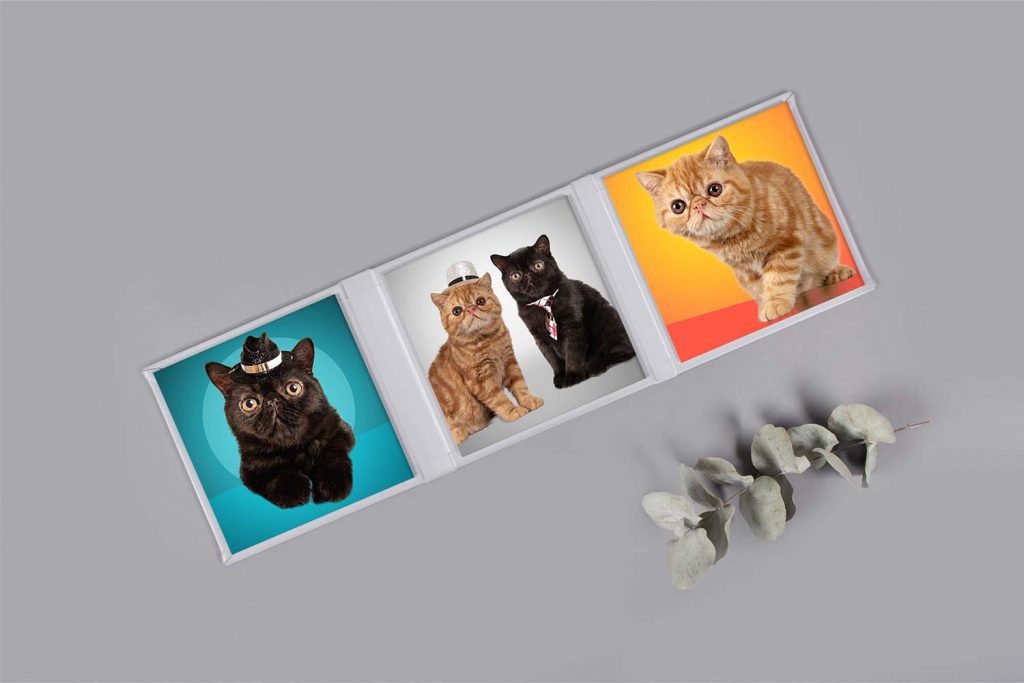 Trifold Cat Desktop Photos