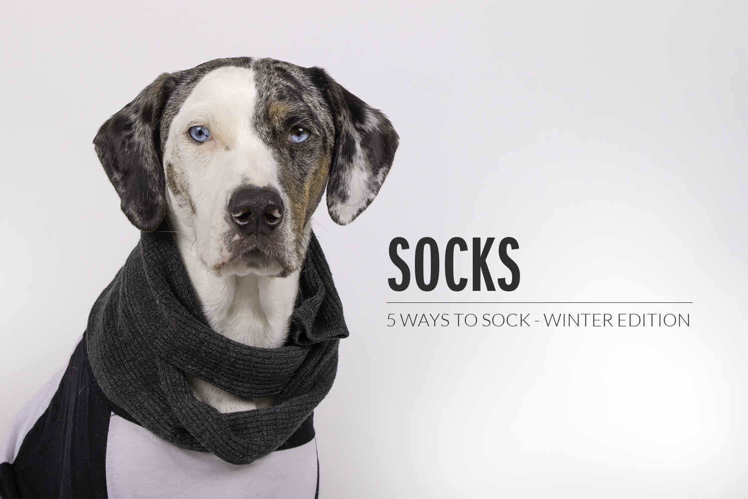 dog-socks_header Ways to Sock