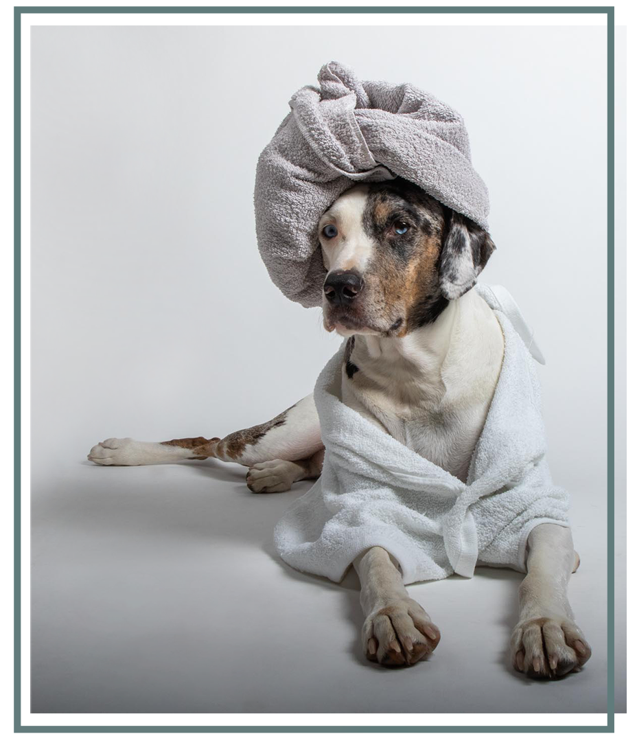 Dog dressed in a robe with towel on his head