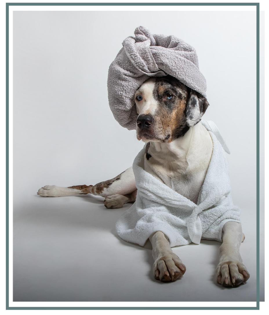 Spa Day Dog dressed in a robe with towel on his head