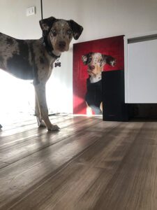 Dog approving wall art before hanging.