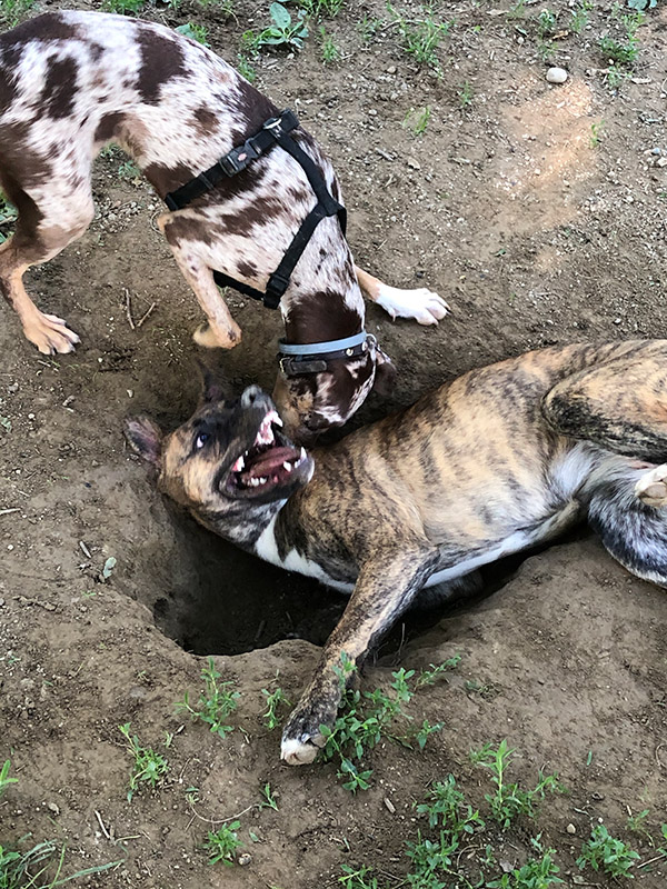 Two dogs wrestling in a giant hole at the park.