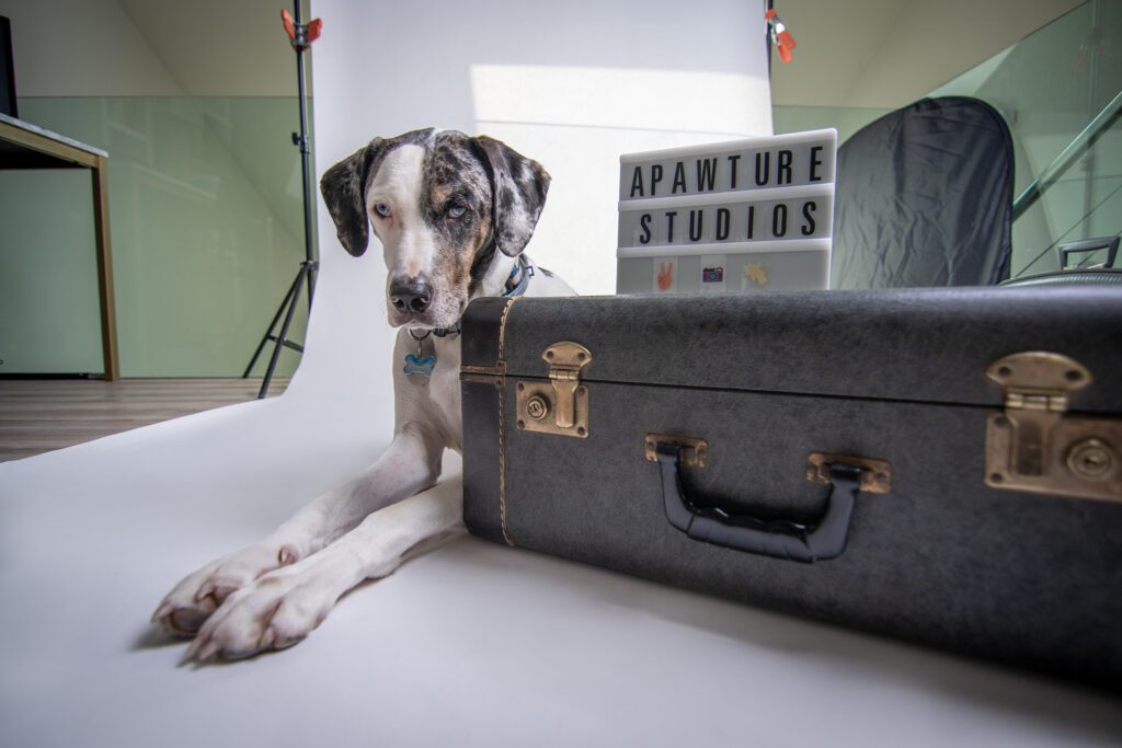 Mucca, dog, relaxing in the studio with a vintage suitcase and letterboard.