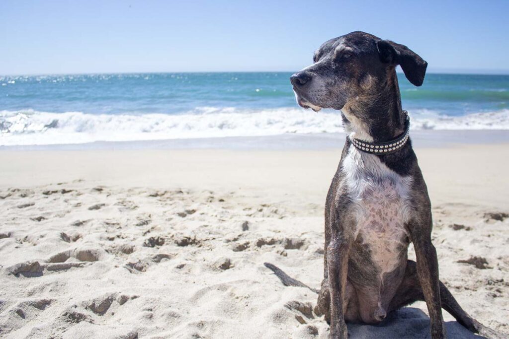 Paunch, the catahoula dog, on the beach with waves behind him.