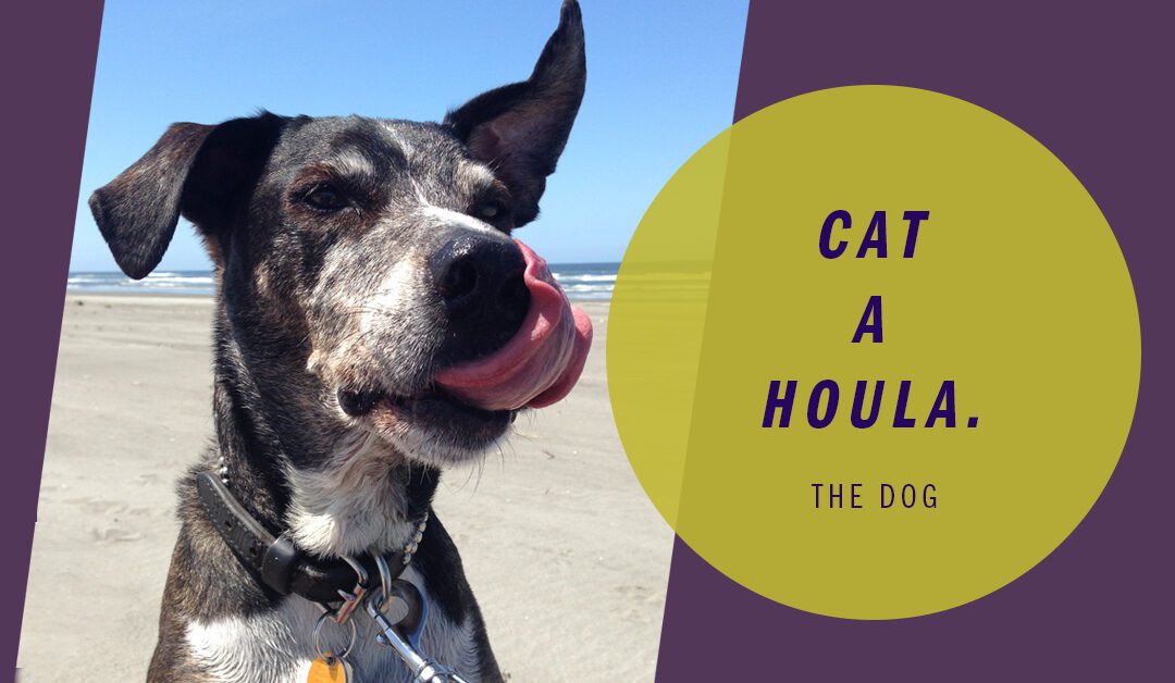 They’re Catahoulas! A Cata-What now?