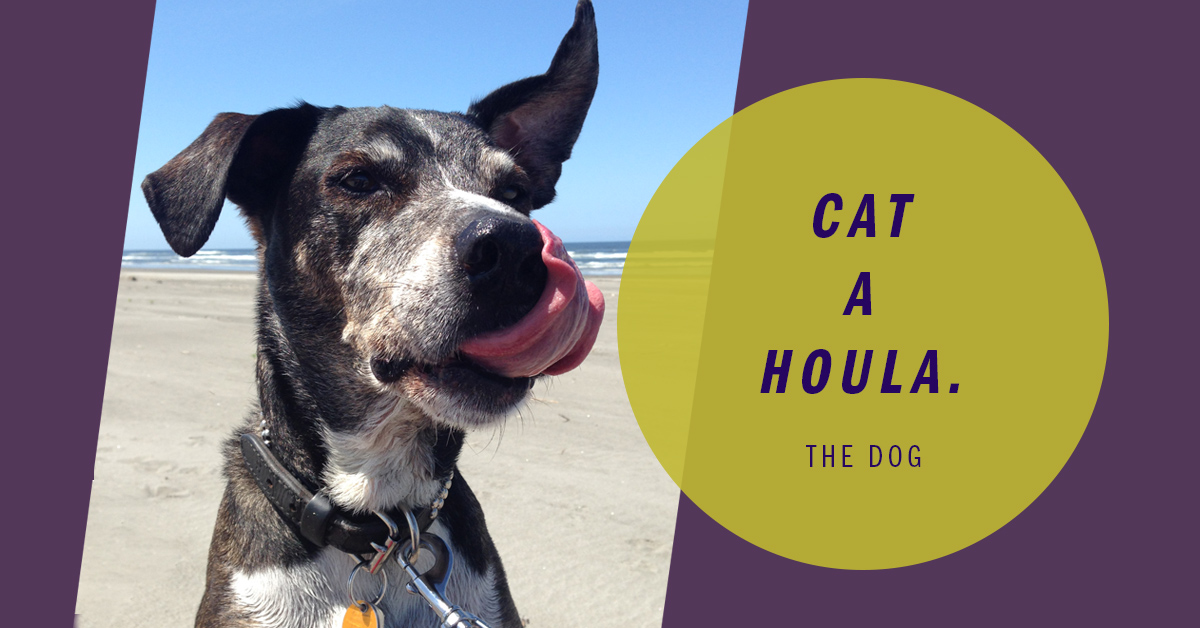 Paunch on the beach with "cat a houla" graphic.