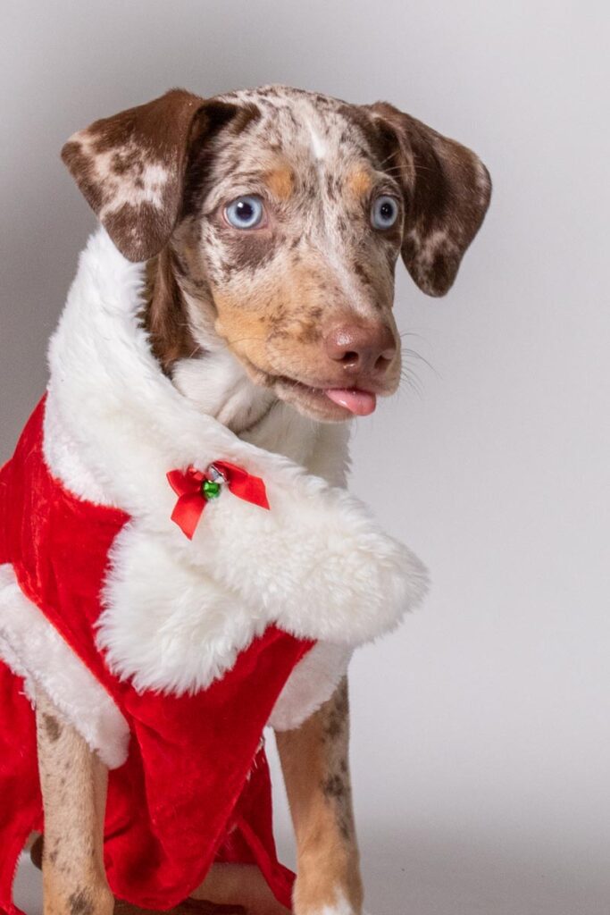 Goofy Nola in Christmas gear with her tongue out. 