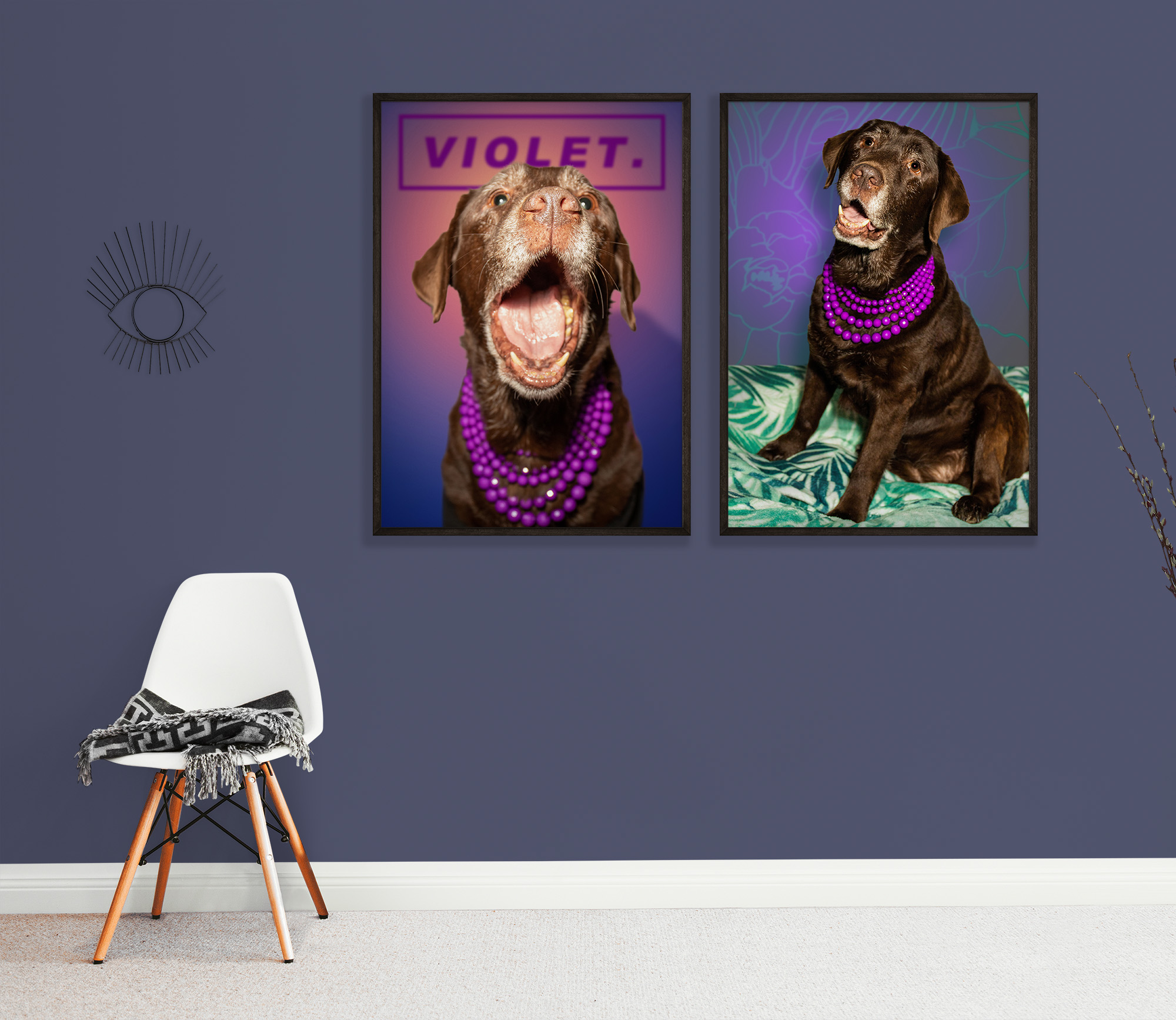 Violet the chocolate lab in a room with a chair and her purple pearls.