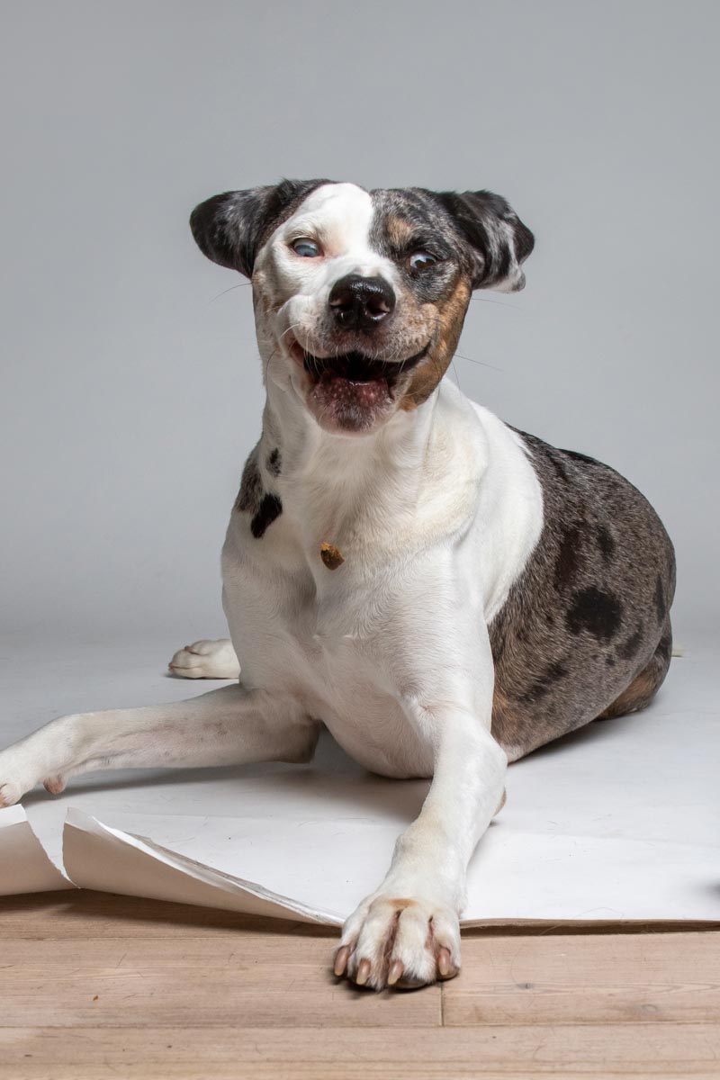 Mucca, the catahoula, making a hilarious smiley face for the camera.