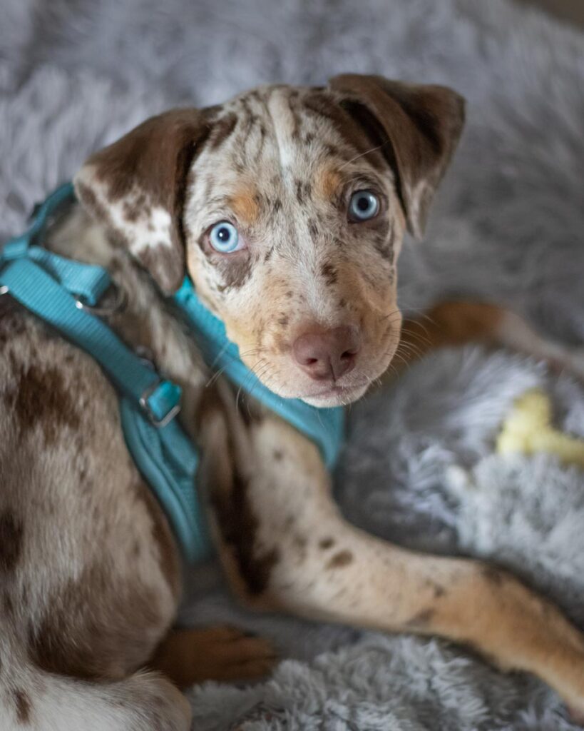 Baby Nola, on her fluffy blue bed with her big blue eyes.