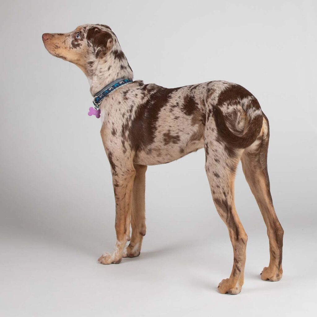 Side profile of Nola, the catahoula, in the studio. 