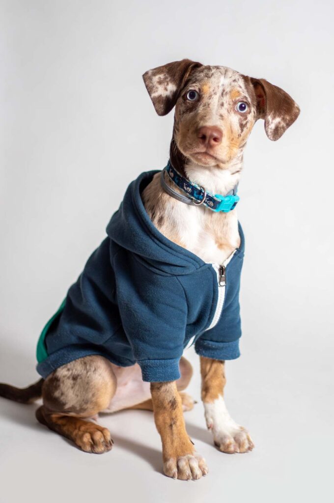 Nola, the catahoula puppy, in the studio wearing a super cute blue hoodie.