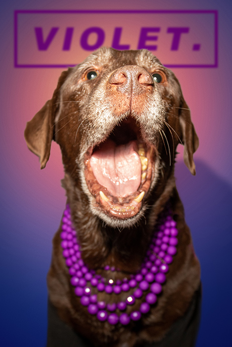 Wild child, Violet the chocolate lab in purple pearls.