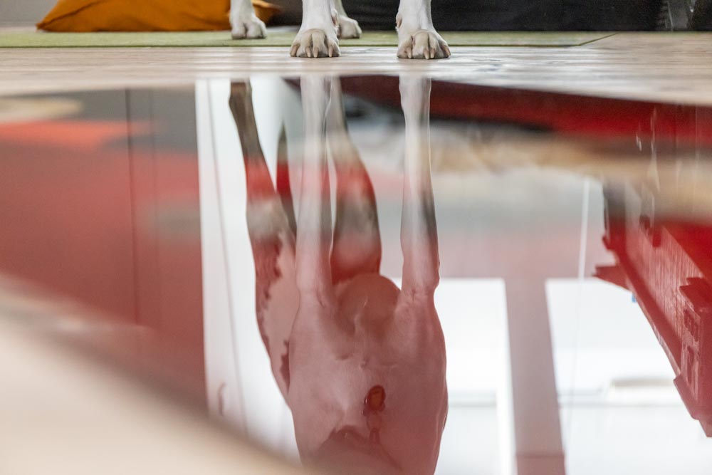 Dog paws reflected in the shiny acrylic surface. 