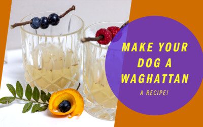 How to add some spring to your Pup’s step with this refreshing Waghattan