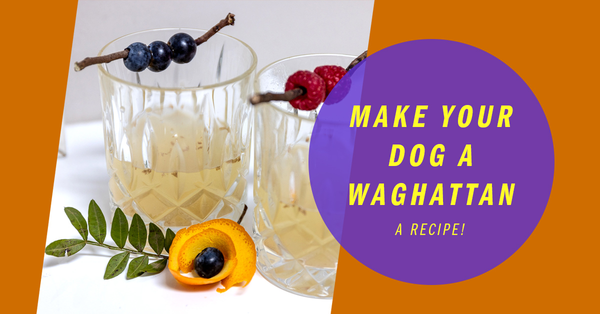 Feature image with two delicious looking dog cocktails with blueberries and raspberries.