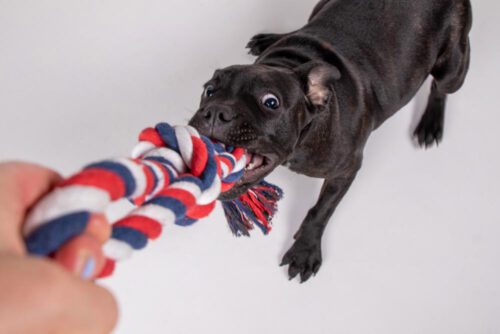 Puppy pitbull playing with a red, white and blue rope toy, looking kind of crazy.