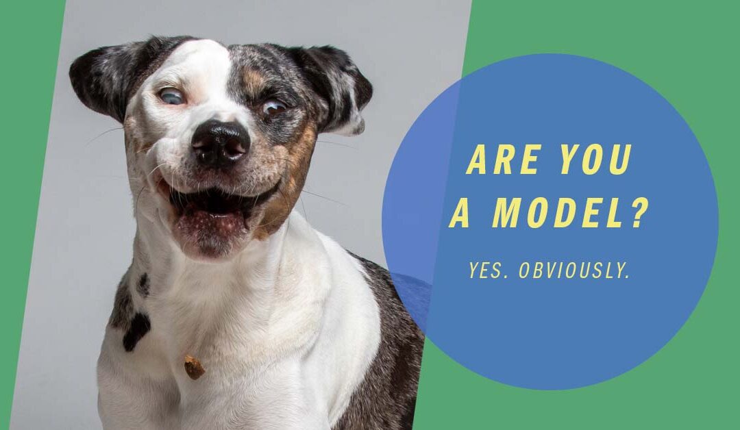 Can your bestie be A Killer Model In The Pet World?