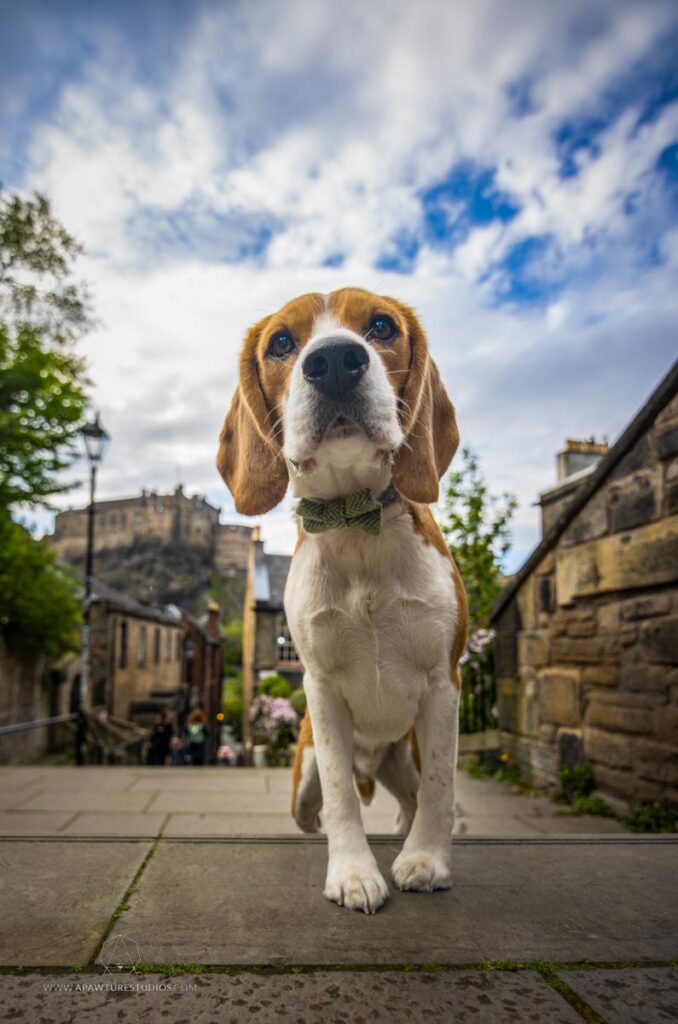 Archie the beagle on steps with the Edinburgh Castle in the background. 