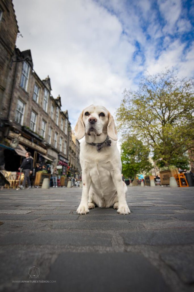 Lucy the white beagle in Grassmarket Square. 
