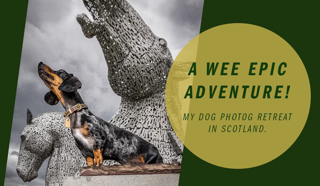 Rocking Epic and Moody Dog Portraits in Scotland