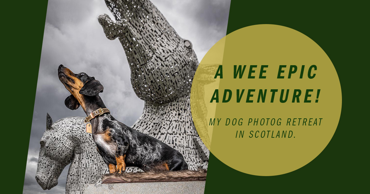 Dog and kelpies feature image.