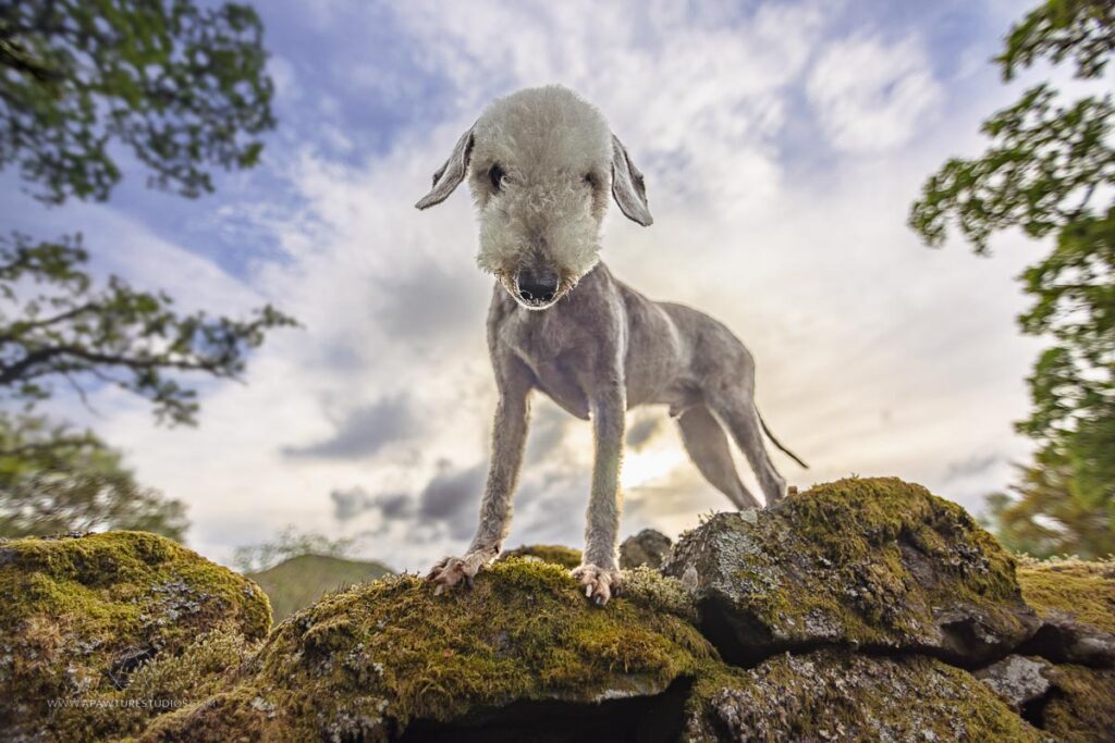 Khan the bedlington on a mossy stone wall with a nice sky background.