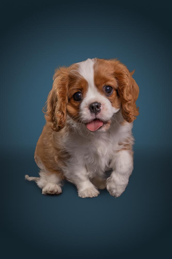 Dabby the cavalier king charles spaniel with a big smile and tongue out.