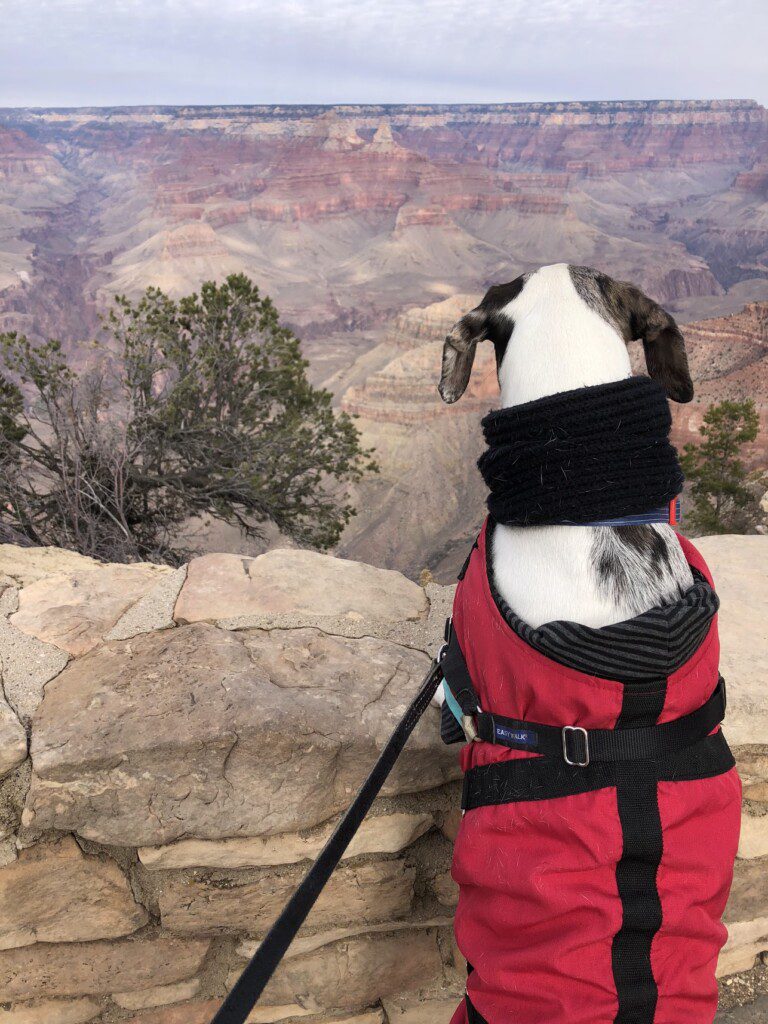 Mucca looking out over the canyon propped up on a stone wall.