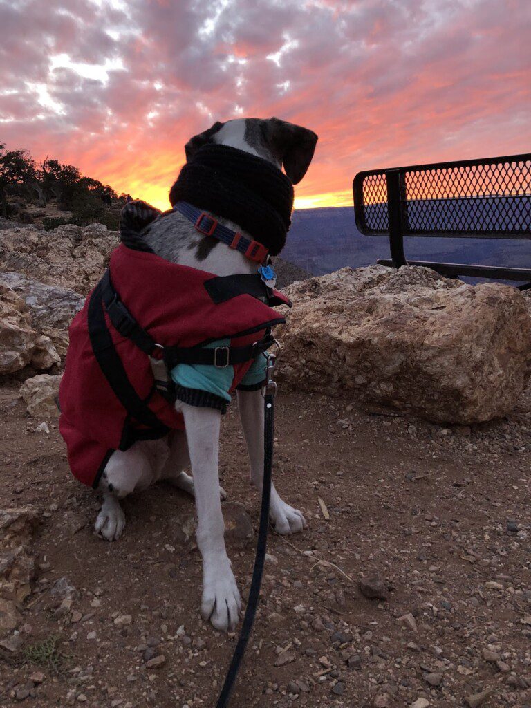 Mucca looking over his shoulder at a pink and orange sky sunset over the canyon.