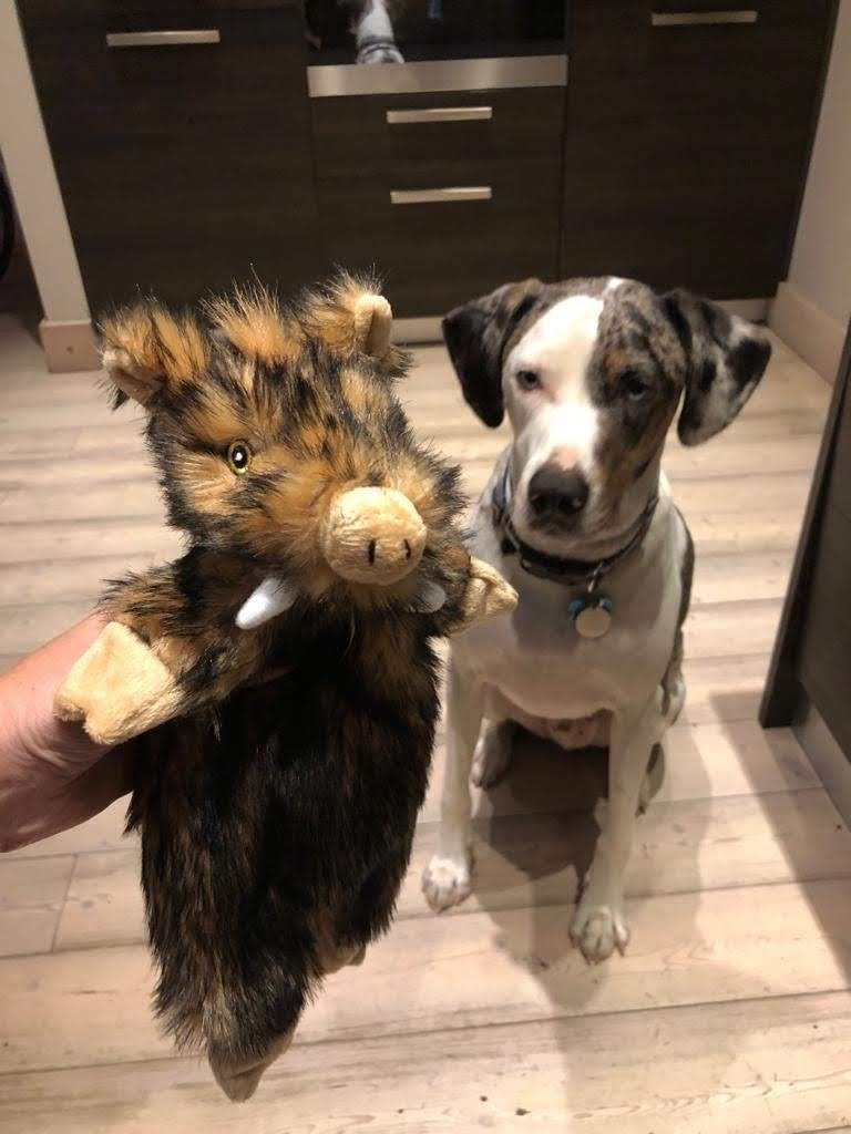 Mucca staring down a wild boar stuffed dog toy.