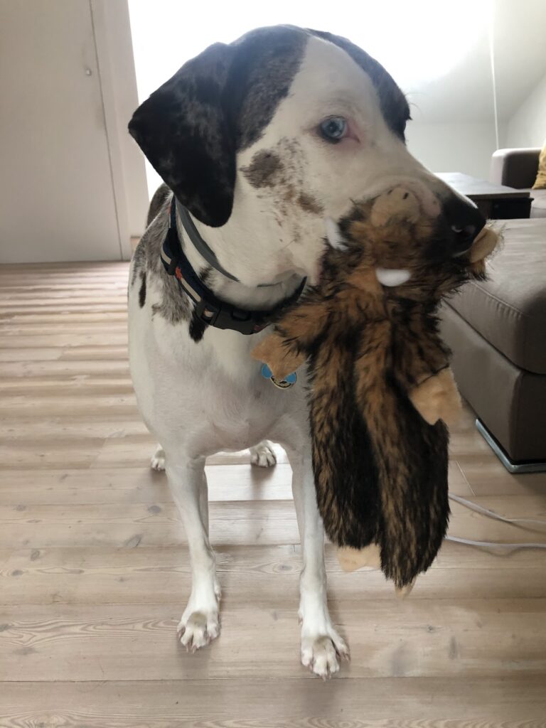 Mucca with the stuffed boar toy in his mouth, in victory.