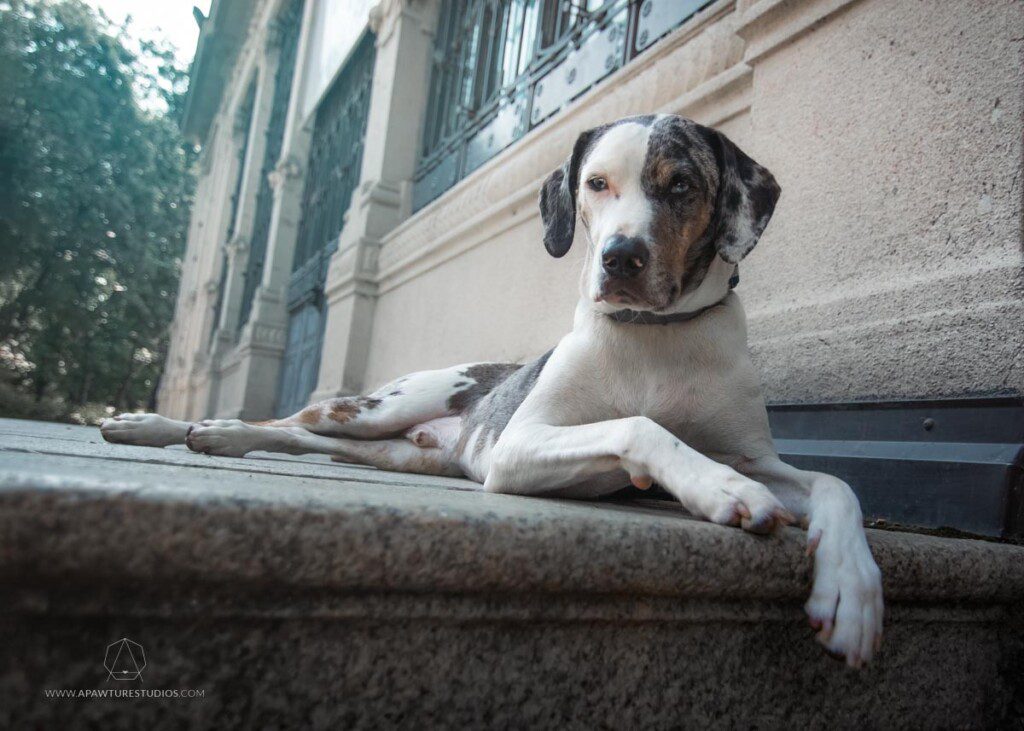 Mucca lookin fly on the steps of the building, before there was graffiti tags all over the wall.