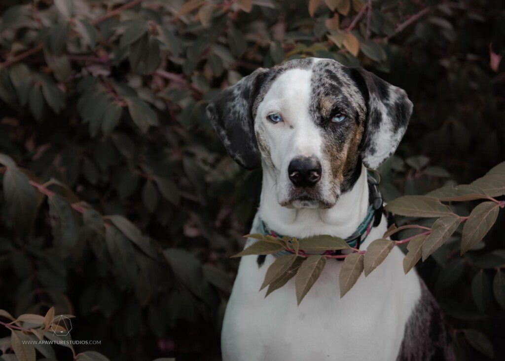 Mucca looking at the camera in the purple bushes with one branch in front of his neck. He looks serious.