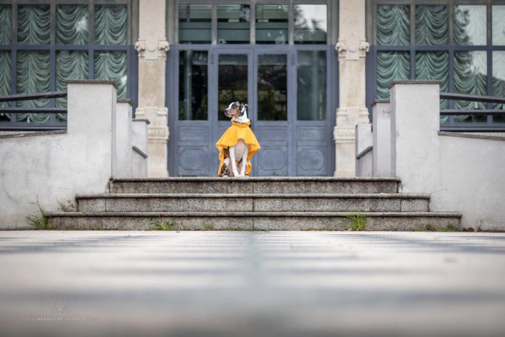 Mucca in a super cute yellow raincoat on the steps of the building with blue doors behind him.