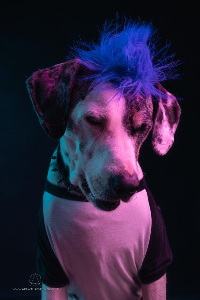 Punk rock Mucca in red and blue lighting with a blue mohawk and ringer t-shirt. 