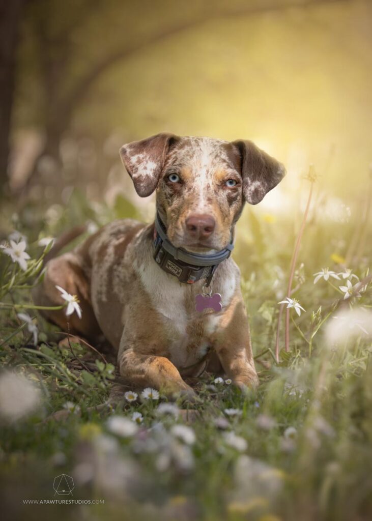 Nola with a sultry gaze posing in a field of wild flowers with a dreamy yellow edit.