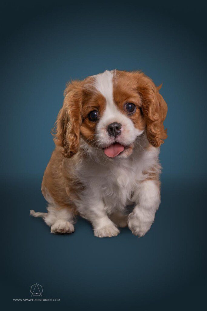 Cute Cavalier King Charles Spaniel puppy with a paw up and a little pink tongue sticking out.