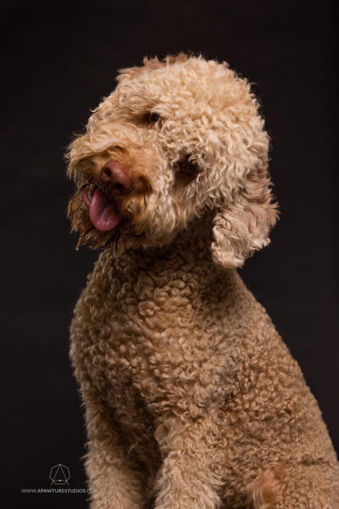 Gilda the lagotto romagnolo with blonde curly fur, a big head tilt to the right and her tongue out.
