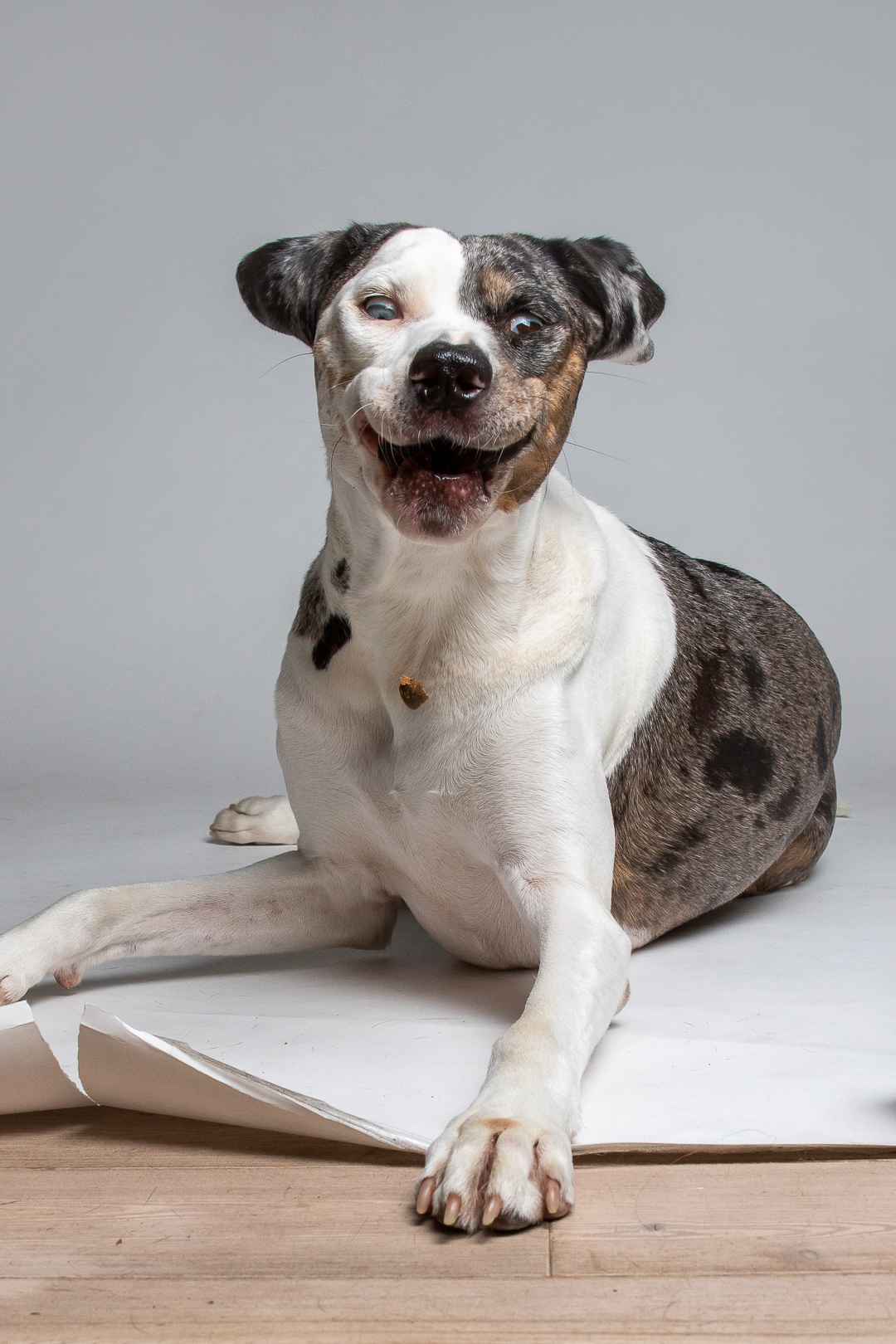 Mucca the blue merle dog is making a Joker face with a big, creepy smile.