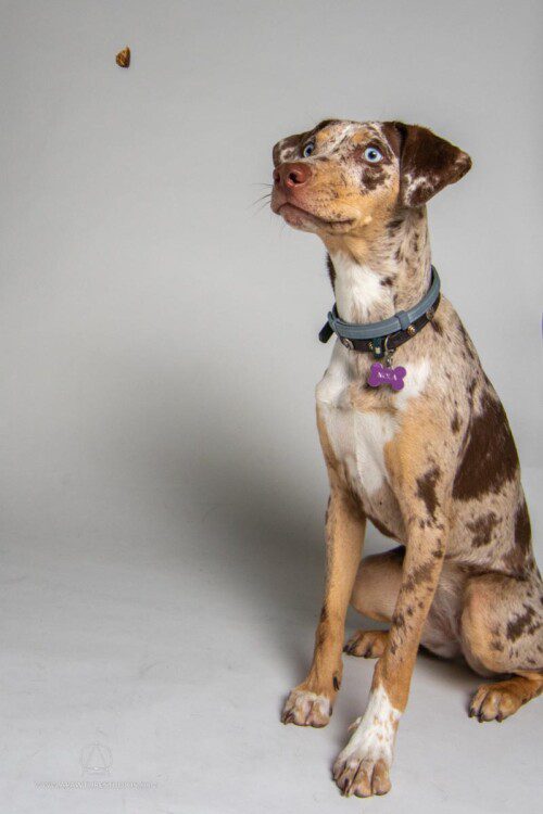 Nola the brown and white dog staring off to the right at a treat she is failing to catch.