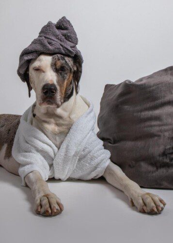 Mucca, the white dog with gray patch over his left eye, in a photo studio in front of a white backdrop with a drowsy look on his face, wearing a white bath robe and a gray towel wrapped around his "wet hair" next to a big gray pillow.