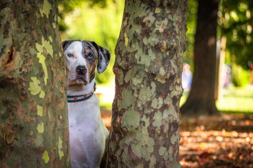 Mucca, the blue merle dog, with a bored look on his face between two tree trunks, speckled green and brown, on a sunny day outdoors in Parco Vittorio Formentano in Milan, Italy.