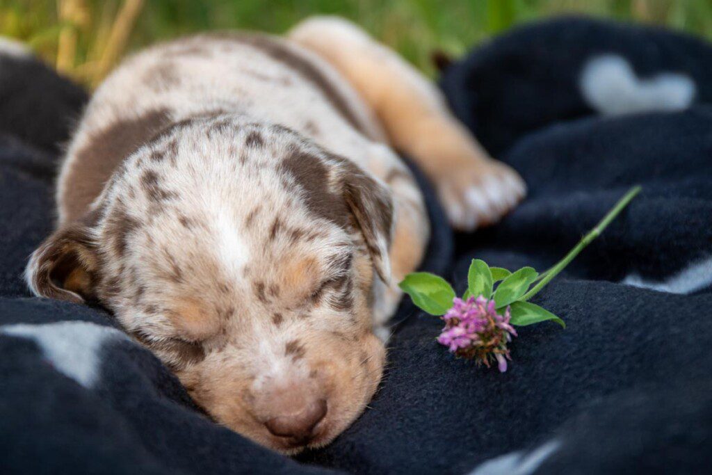Small, tiny, brown and white, sleeping puppy on a black blanket in the grass with a small pink flower laying next to it.