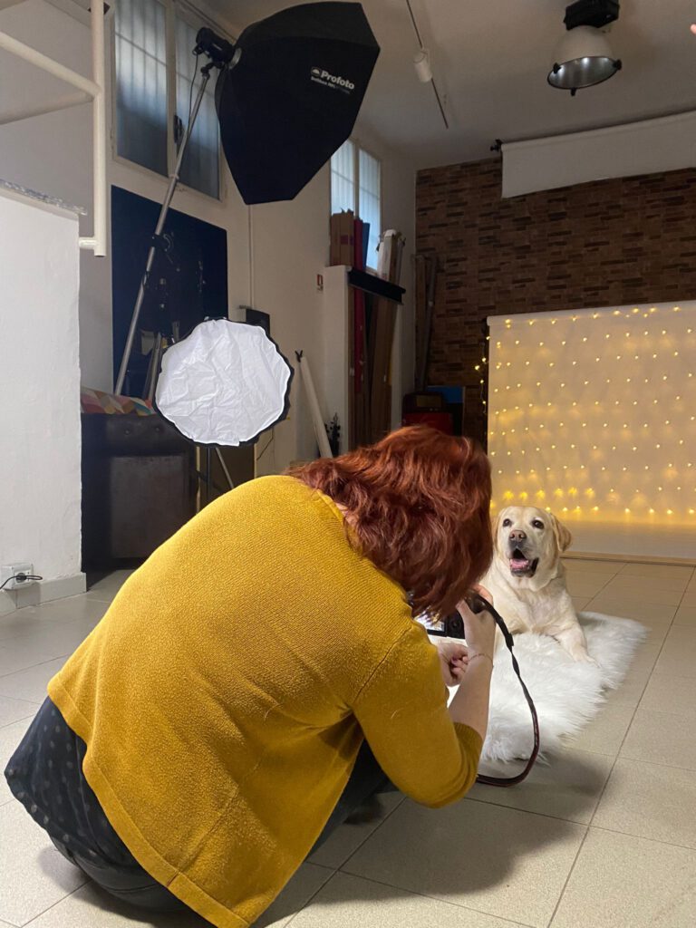 Carol in the photography studio photographing a yellow lab in front of christmas lights on a white backdrop in a yellow sweater and looking at her Canon R5 screen. 