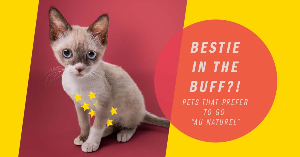 Indy the cat siamese with blue eyes as cover image that says "bestie in the buff?" Pets that prefer to go "au naturel"